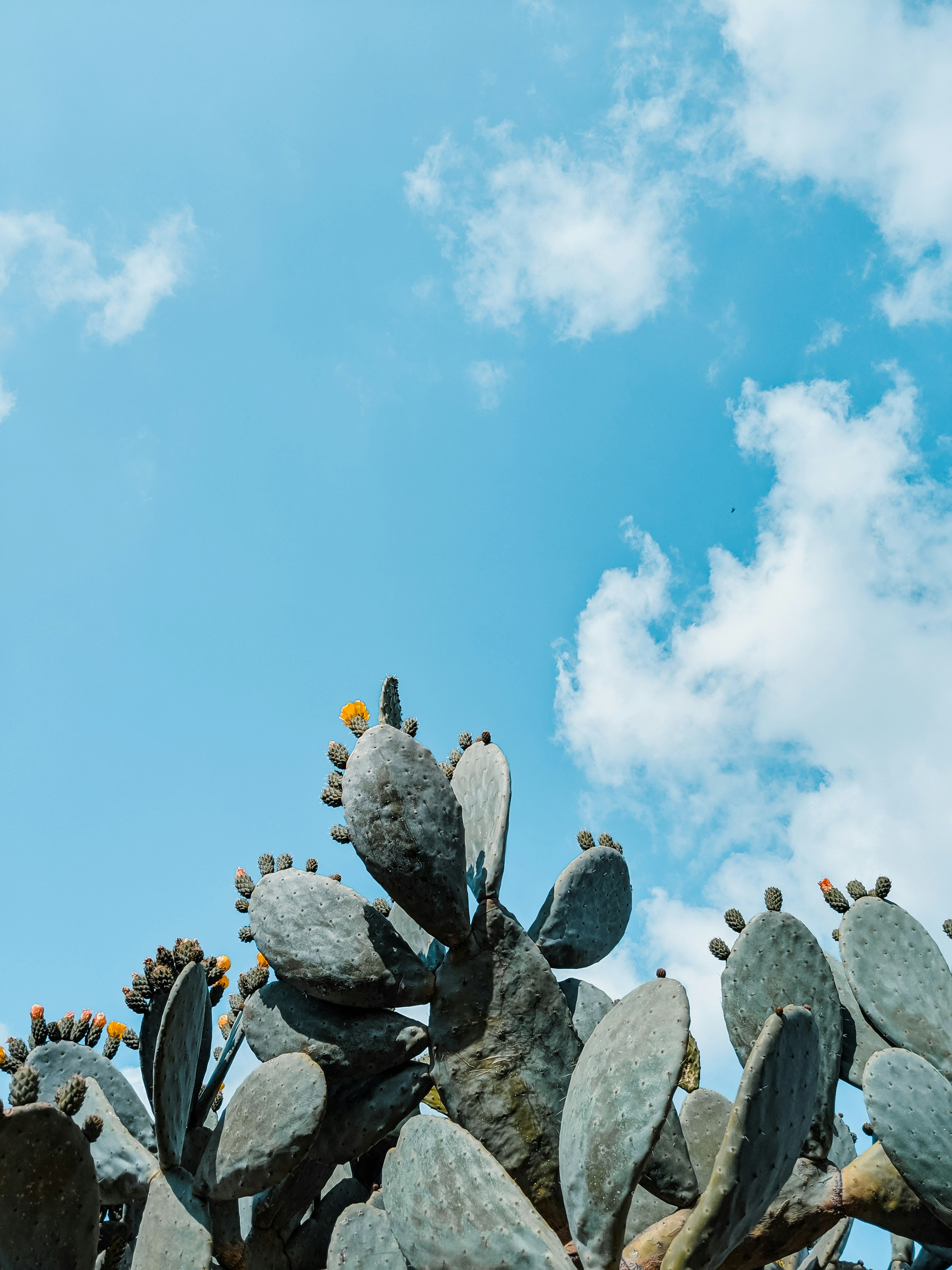 flock of birds on gray rock under blue sky during daytime